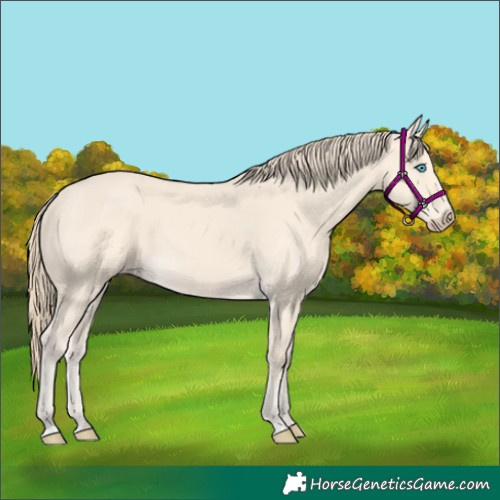 Horse Color:Perlino 