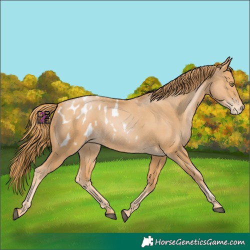 Horse Color:Chestnut Pearl Appaloosa