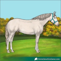 Horse Color:Perlino 