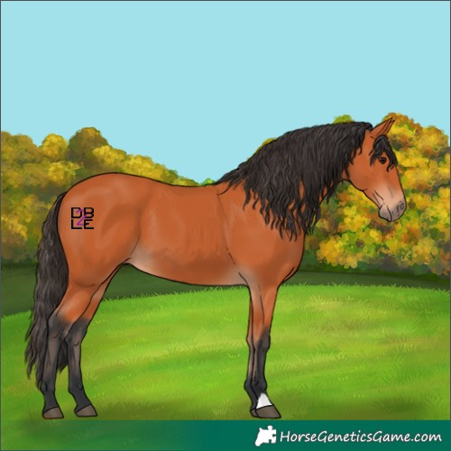 Horse Color:Bay 