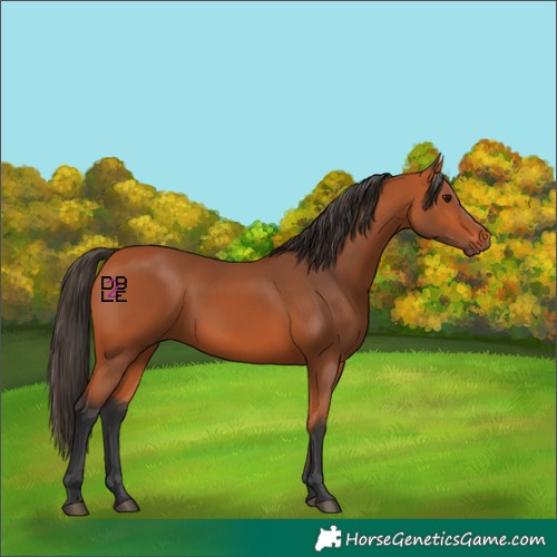 Horse Color:Bay 