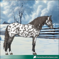 Horse Color:Grullo Appaloosa 