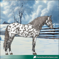 Horse Color:Grullo Appaloosa