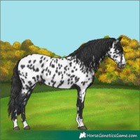 Horse Color:Black Near Leopard 