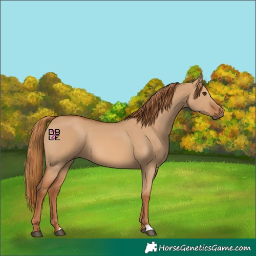 Horse Color:Red Dun