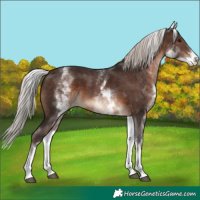 Horse Color:White Spotted Silver Brown