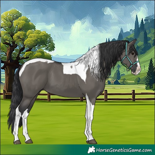 Horse Color:Grullo Splash Tobiano 