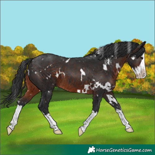 Horse Color:White Spotted Brown Splash 