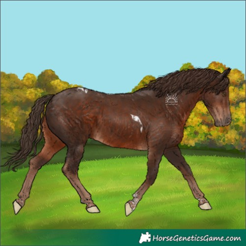 Horse Color:Liver Chestnut Tobiano 