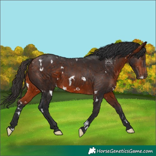 Horse Color:White Spotted Bay 