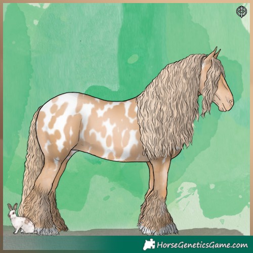 Horse Color:Chestnut Pearl Appaloosa