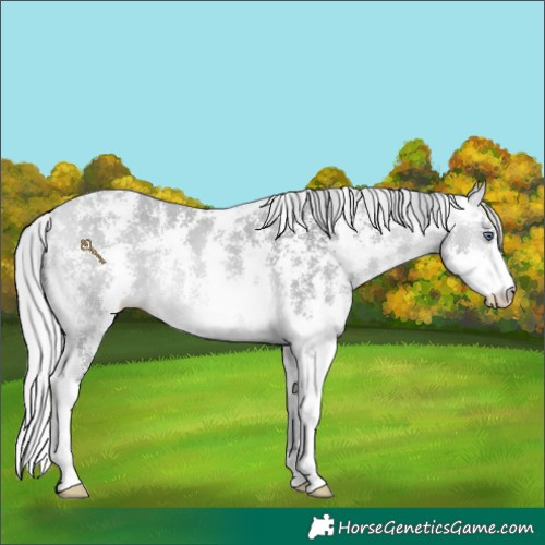 Horse Color:Silver Bay Chinchilla Sabino Rabicano 