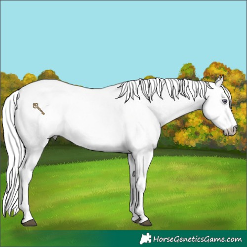 Horse Color:Chestnut Chinchilla Sabino 