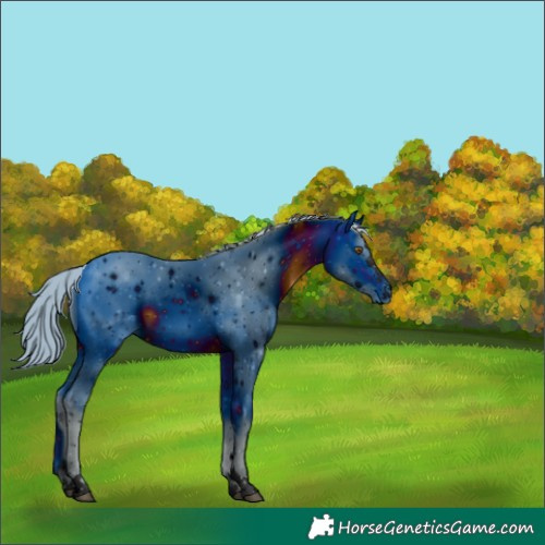 Horse Color:ERROR: UNKNOWN ANOMALY