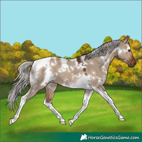 Horse Color:White Spotted Silver Brown Dun Tobiano
