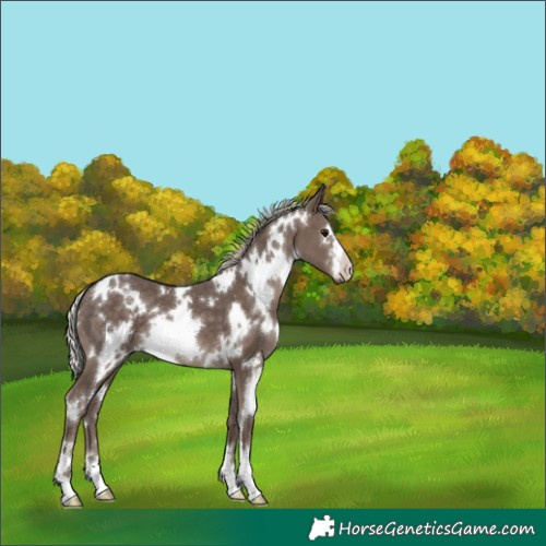 Horse Color:White Spotted Silver Black 