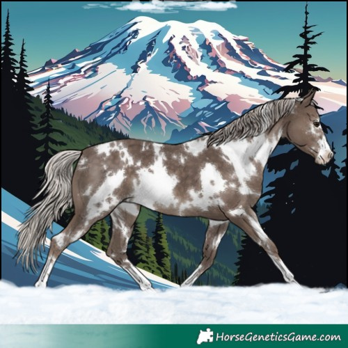 Horse Color:White Spotted Silver Black 