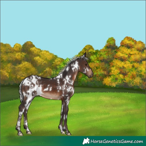 Horse Color:White Spotted Silver Brown 