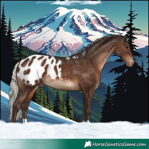Horse Color:Silver Brown Appaloosa 
