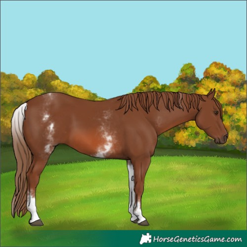 Horse Color:Unknown 