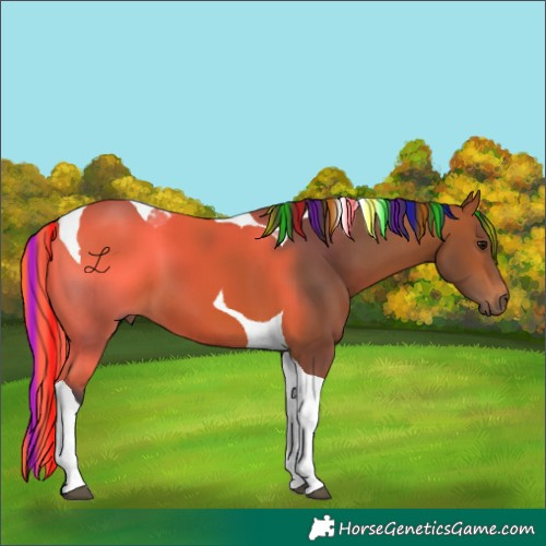 Horse Color:Painted Bay Tobiano 