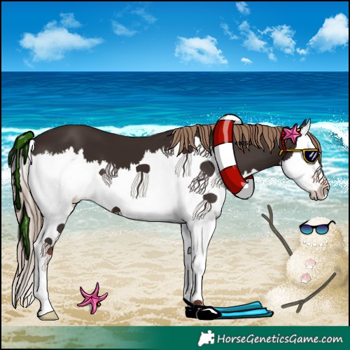 Horse Color:Liver Chestnut Splash 