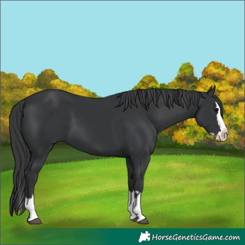 Horse Color:Black Splash 