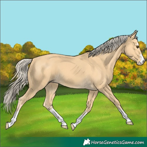 Horse Color:Palomino 