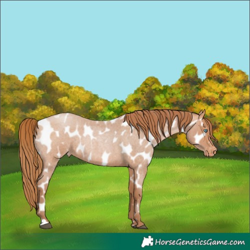 Horse Color:Bay Roan Pearl Appaloosa