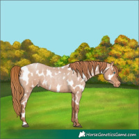 Horse Color:Bay Roan Pearl Near Leopard