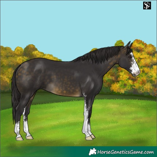 Horse Color:Buckskin Sabino 