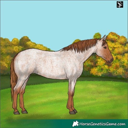 Horse Color:Red Roan 