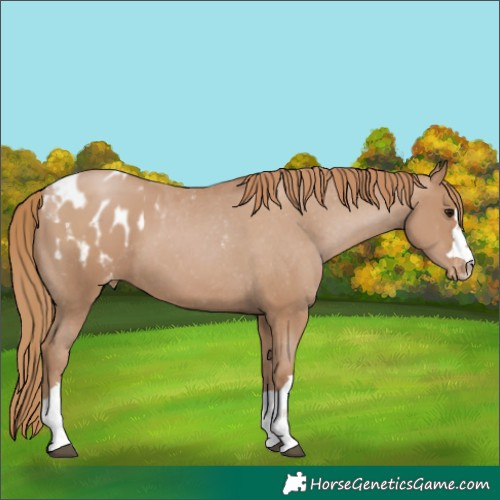 Horse Color:Black Pearl Appaloosa