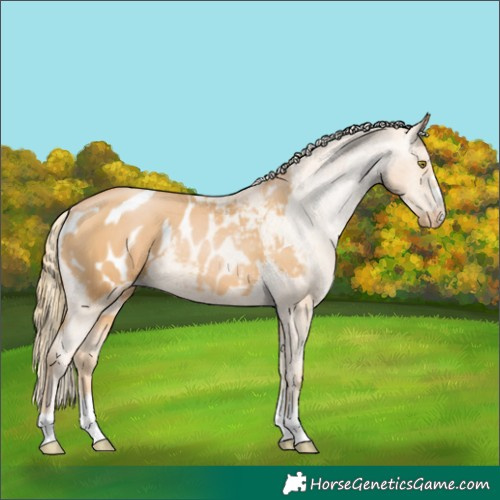 Horse Color:Chestnut Pearl Appaloosa 