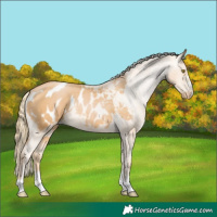Horse Color:Chestnut Pearl Appaloosa