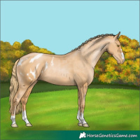 Horse Color:Chestnut Pearl Appaloosa 