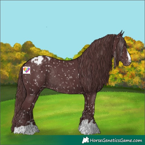 Horse Color:Chocolate Black Appaloosa Rabicano 