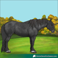 Horse Color:Black Appaloosa Rabicano 