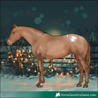 Horse Color:Brown Pearl Appaloosa
