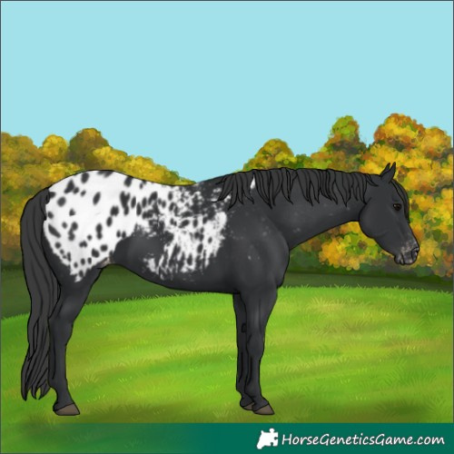 Horse Color:Black Appaloosa