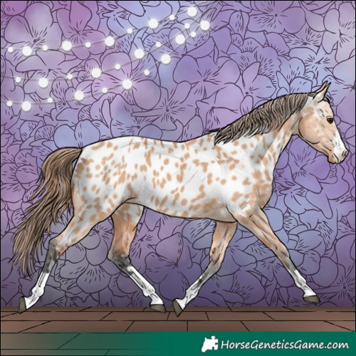 Horse Color:Bay Dun Near Leopard