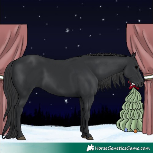 Horse Color:Black 
