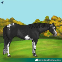 Horse Color:Gray Black Splash Tobiano Rabicano 