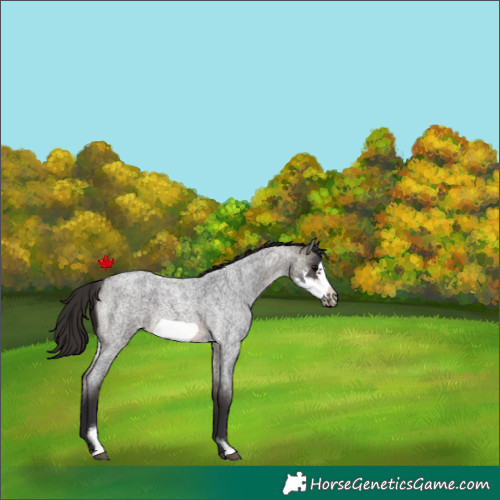 Horse Color:Buckskin Roan Sabino Frame 