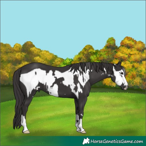 Horse Color:Smoky Black and Smoky Black Frame
