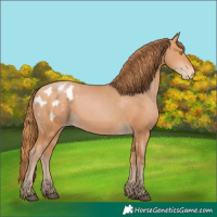 Horse Color:Bay Pearl Appaloosa 