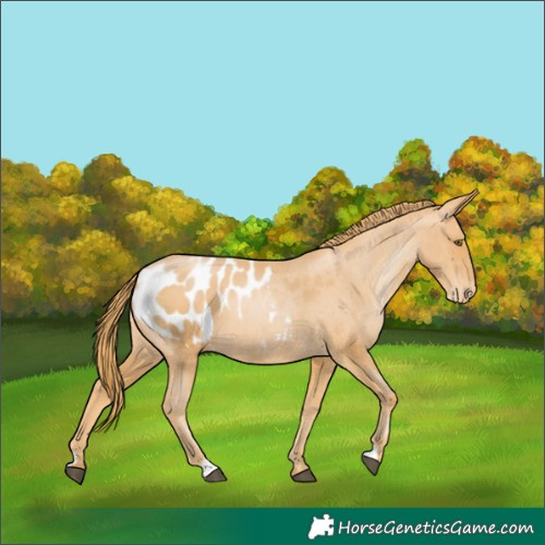 Horse Color:Chestnut Pearl Appaloosa 
