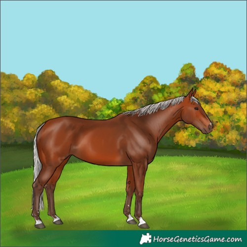 Horse Color:Silver Bay