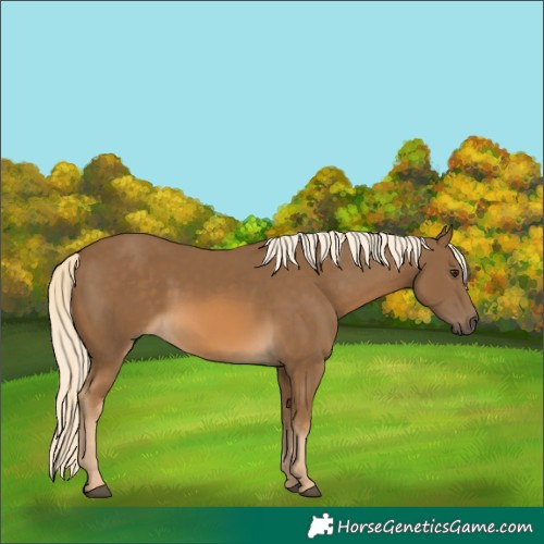 Horse Color:Chocolate Palomino