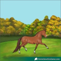 Horse Color:Chocolate Bay 